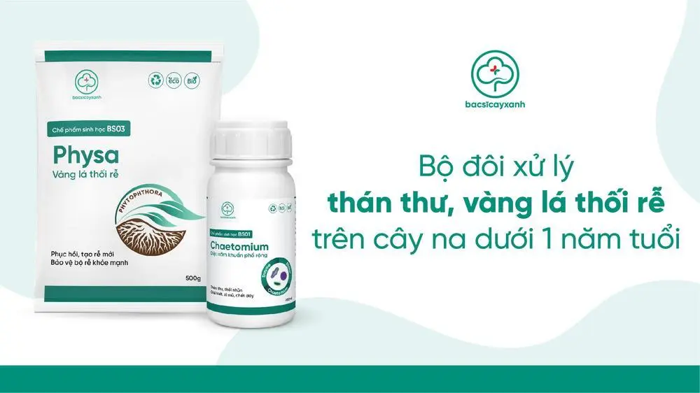 Thuốc sinh học trị vàng lá thối rễ